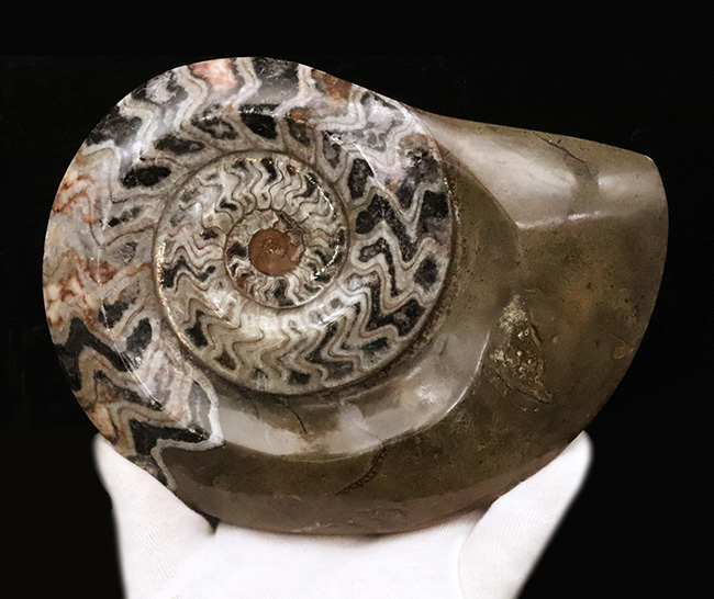 アンモナイト化石 27cm(290) アンモナイト3個セット008｜恐竜・化石グッズの専門店 ふぉっしる