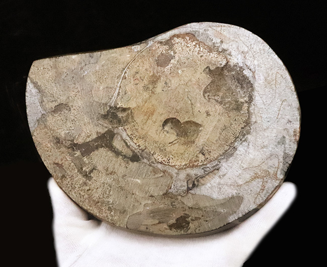 大迫力！直径約173ミリの特大サイズ、壮麗なゴニアタイト（Goniatite）の化石（その5）