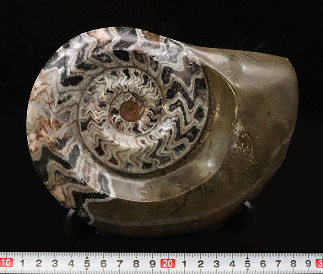 大迫力！直径約173ミリの特大サイズ、壮麗なゴニアタイト（Goniatite）の化石（その7）