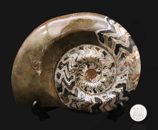 大迫力！直径約173ミリの特大サイズ、壮麗なゴニアタイト（Goniatite）の化石（その8）