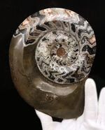 大迫力！直径約173ミリの特大サイズ、壮麗なゴニアタイト（Goniatite）の化石