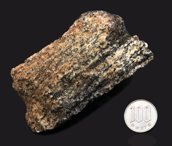 当時を偲ばせる3枚の写真のコピー付き、かつての南極観測隊員が所有し