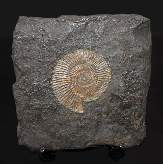 あのドイツ・ホルツマーデン産！ジュラ紀を代表するアンモナイト、ダクチリオセラス（Dactylioceras）の極めて上質な化石（その2）