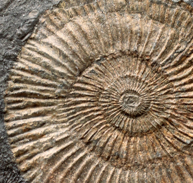 あのドイツ・ホルツマーデン産！ジュラ紀を代表するアンモナイト、ダクチリオセラス（Dactylioceras）の極めて上質な化石（その3）