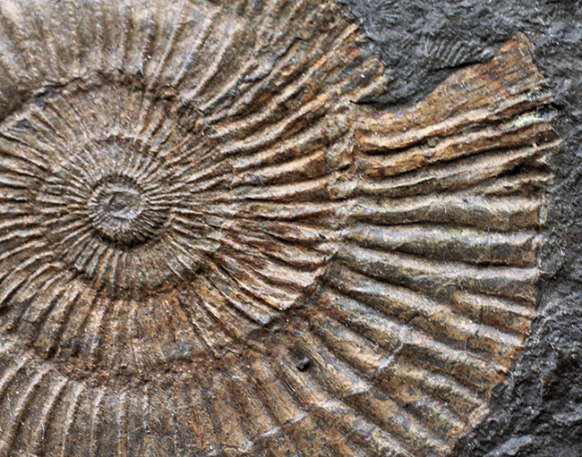 あのドイツ・ホルツマーデン産！ジュラ紀を代表するアンモナイト、ダクチリオセラス（Dactylioceras）の極めて上質な化石（その4）