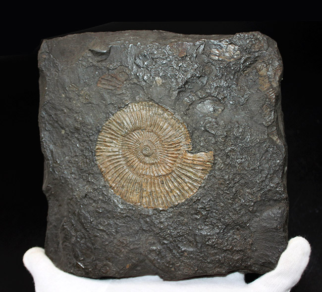 あのドイツ・ホルツマーデン産！ジュラ紀を代表するアンモナイト、ダクチリオセラス（Dactylioceras）の極めて上質な化石（その5）
