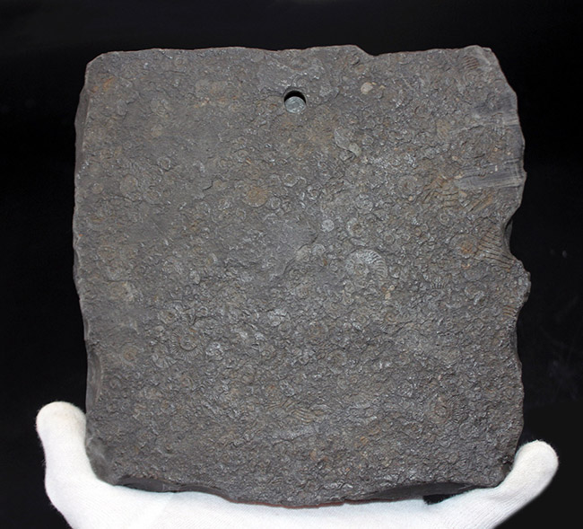 あのドイツ・ホルツマーデン産！ジュラ紀を代表するアンモナイト、ダクチリオセラス（Dactylioceras）の極めて上質な化石（その6）