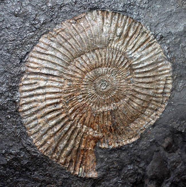 あのドイツ・ホルツマーデン産！ジュラ紀を代表するアンモナイト、ダクチリオセラス（Dactylioceras）の極めて上質な化石（その7）