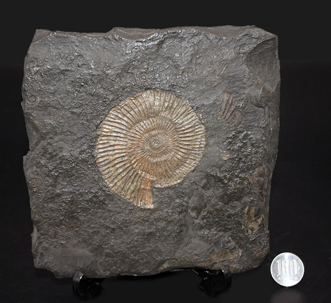 あのドイツ・ホルツマーデン産！ジュラ紀を代表するアンモナイト、ダクチリオセラス（Dactylioceras）の極めて上質な化石（その8）