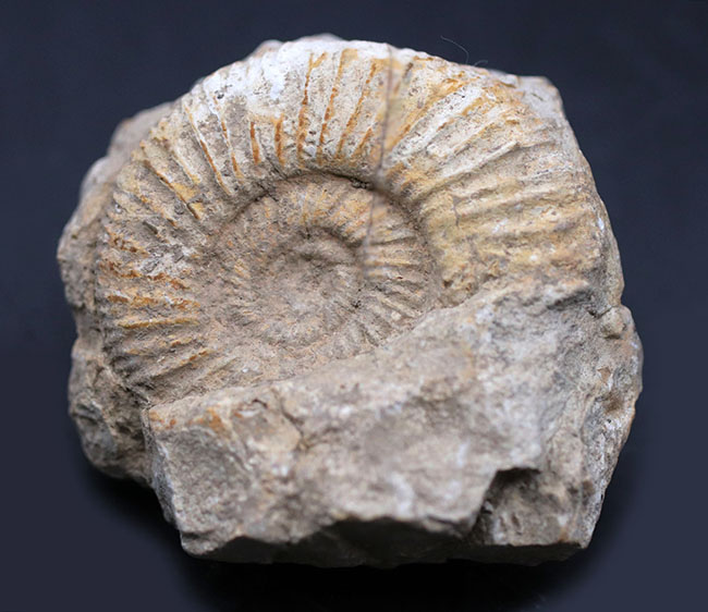 やや珍しいフランス産、母岩が残されたジュラ紀のアンモナイト、ペリスフィンクテス（Perisphinctes）の化石（その2）