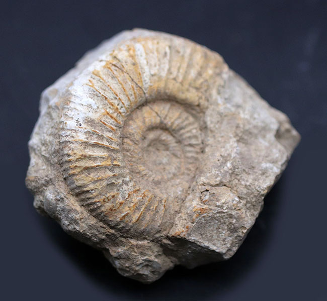 やや珍しいフランス産、母岩が残されたジュラ紀のアンモナイト、ペリス