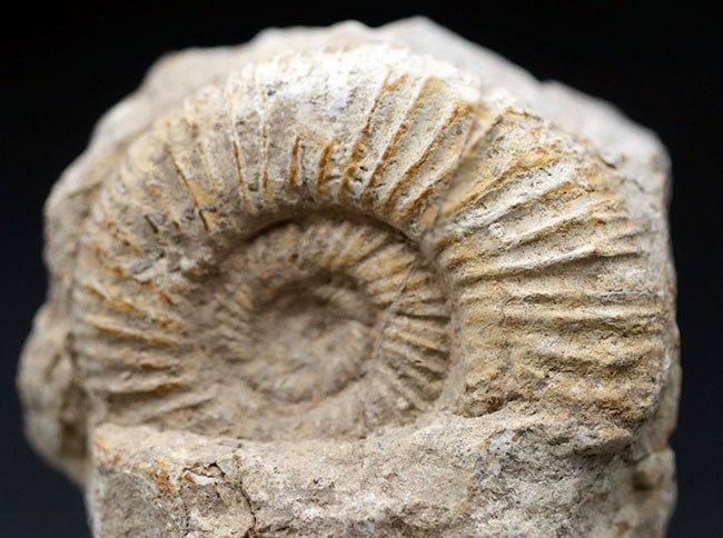 アンモナイト化石 Harpoceras 化石 フランス産 約16cm フランス産