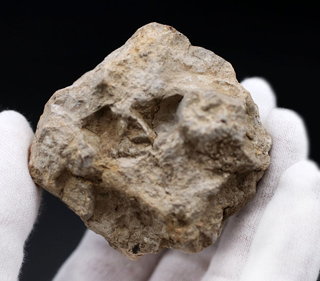 やや珍しいフランス産、母岩が残されたジュラ紀のアンモナイト、ペリスフィンクテス（Perisphinctes）の化石（その5）