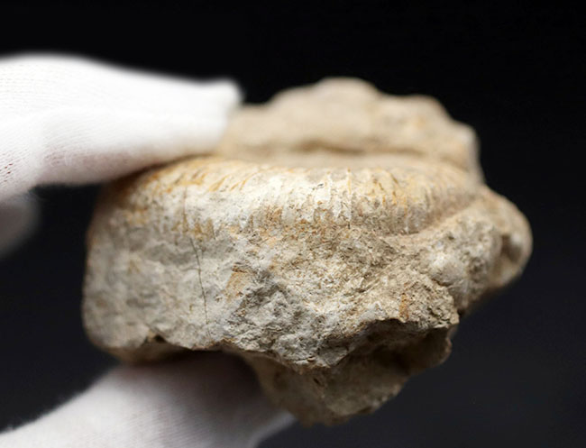 やや珍しいフランス産、母岩が残されたジュラ紀のアンモナイト、ペリスフィンクテス（Perisphinctes）の化石（その6）