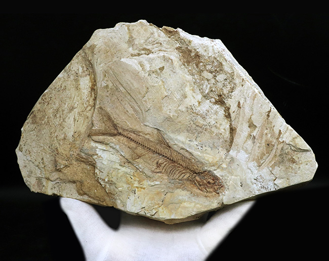 古代魚の化石 貴重な古代魚の化石 1億年前 1億7000万年前の「