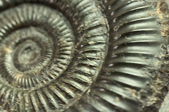 ダクチリオセラス(Dactylioceras sp.)(その11)