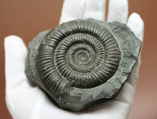 ダクチリオセラス(Dactylioceras sp.)(その4)