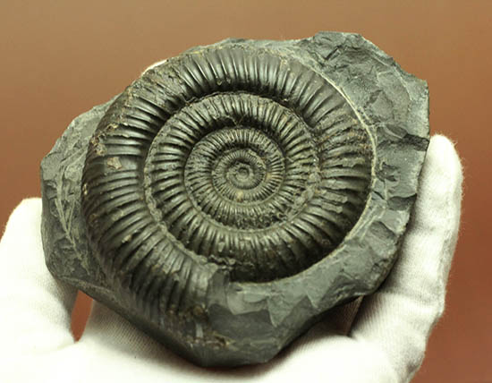 ダクチリオセラス(Dactylioceras sp.)(その5)