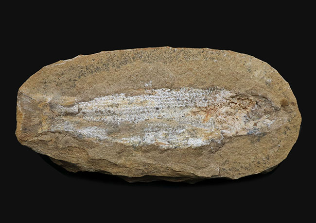 ブラジルの白亜紀の地層より採集された絶滅古代魚（ネガ標本）の化石（その1）