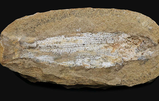 ブラジルの白亜紀の地層より採集された絶滅古代魚（ネガ標本）の化石（その2）