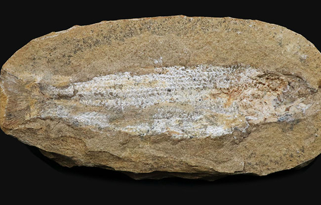 ブラジルの白亜紀の地層より採集された絶滅古代魚(ネガ標本)の化石(その2)