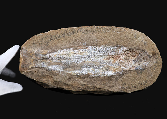 ブラジルの白亜紀の地層より採集された絶滅古代魚（ネガ標本）の化石（その3）