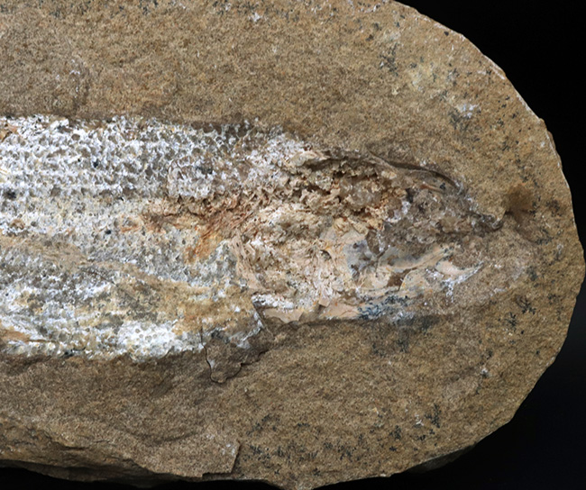 ブラジルの白亜紀の地層より採集された絶滅古代魚（ネガ標本）の化石（その4）