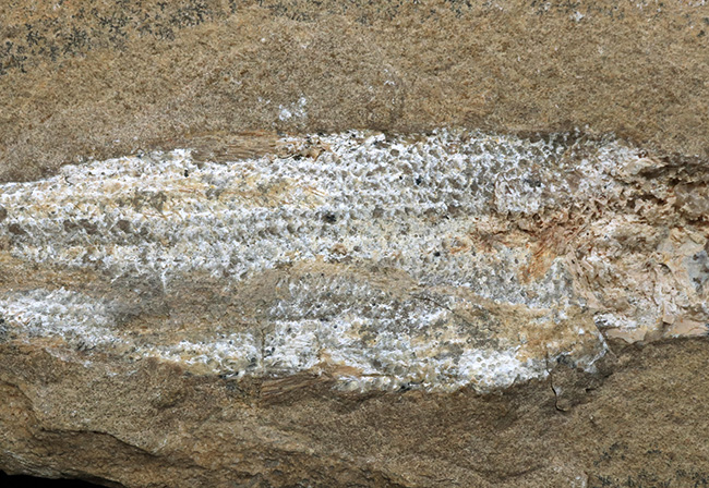 ブラジルの白亜紀の地層より採集された絶滅古代魚（ネガ標本）の化石