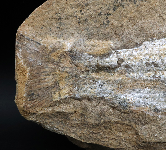 ブラジルの白亜紀の地層より採集された絶滅古代魚(ネガ標本)の化石(その6)