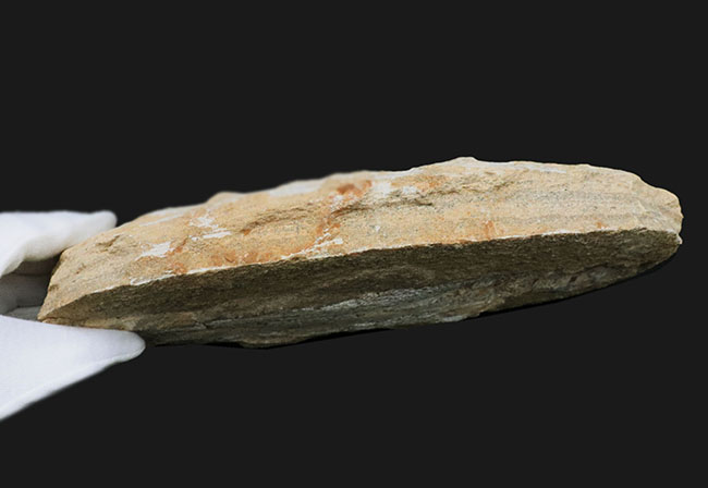 ブラジルの白亜紀の地層より採集された絶滅古代魚(ネガ標本)の化石(その7)