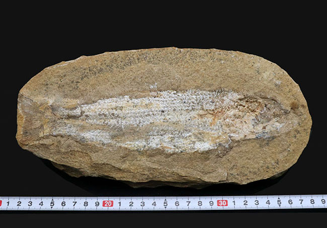 ブラジルの白亜紀の地層より採集された絶滅古代魚（ネガ標本）の化石（その8）