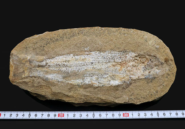 ブラジルの白亜紀の地層より採集された絶滅古代魚(ネガ標本)の化石(その8)