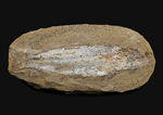 ブラジルの白亜紀の地層より採集された絶滅古代魚（ネガ標本）の化石