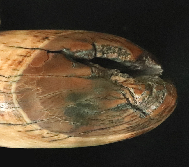 ☆【実物】 マンモスの牙 シベリア産 Yahoo!オークション - 超希少 マンモス 牙 一本物 一本牙 全長
