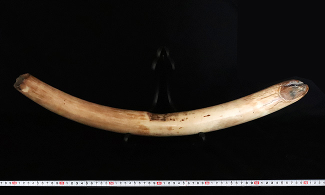 本物ケナガマンモス牙！約52センチメートル!! Amazon | DE CLAY 1/35 サイズ ケナガマンモス フィギュア 21CM