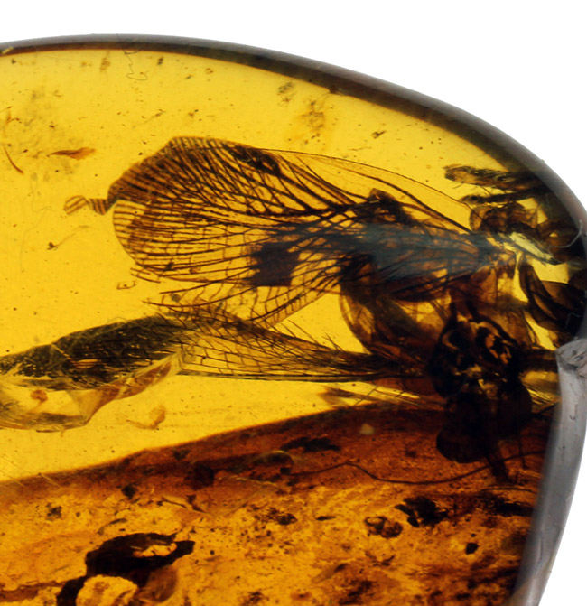 希少な恐竜時代の虫の翅が内包された非常に希少なビルマ琥珀。（その1）