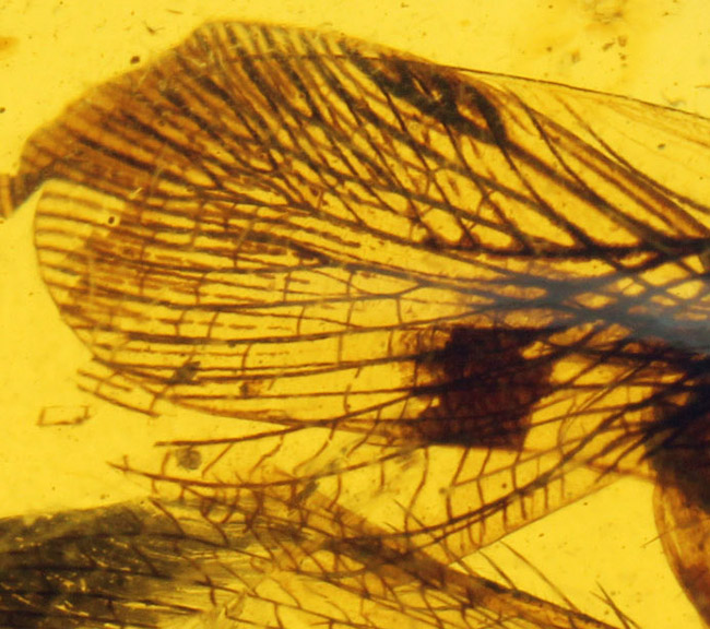 アルヴァレスサウルス科の羽毛、キノコムシ　恐竜　化石　ビルマ琥珀　虫入り琥珀 アルヴァレスサウルス科の羽毛、キノコムシ 恐竜 化石 ビルマ琥珀 虫