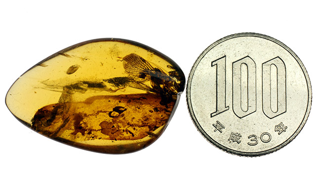 希少な恐竜時代の虫の翅が内包された非常に希少なビルマ琥珀。 化石 販売