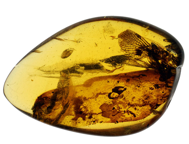 希少な恐竜時代の虫の翅が内包された非常に希少なビルマ琥珀。（その3）