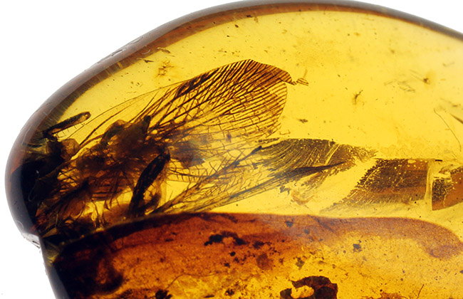 希少な恐竜時代の虫の翅が内包された非常に希少なビルマ琥珀。（その5）