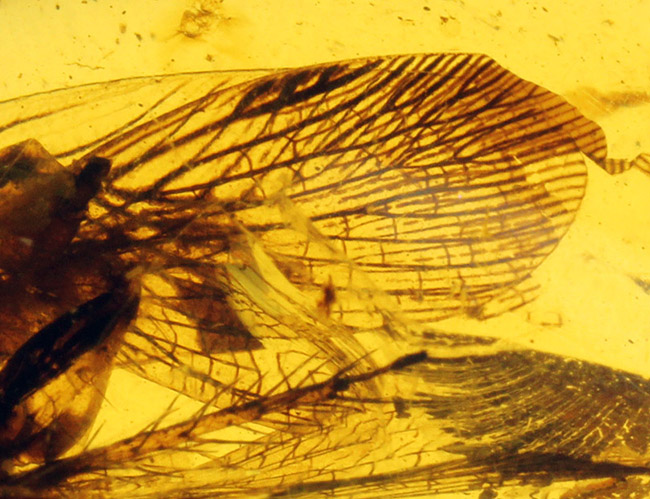 希少な恐竜時代の虫の翅が内包された非常に希少なビルマ琥珀。（その6）