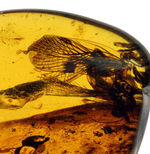 希少な恐竜時代の虫の翅が内包された非常に希少なビルマ琥珀。