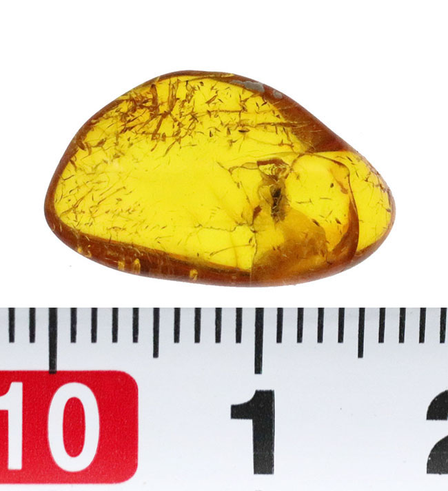 「リトアニアの金」と称される……まばゆいレモンイエローを放つ、バルト海産の虫入り琥珀(Amber)(その6)