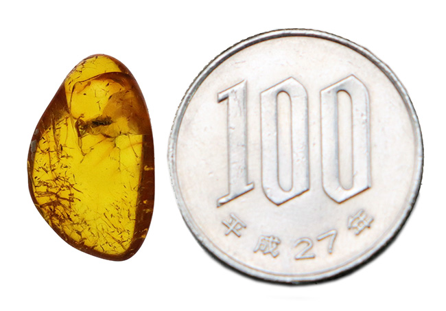 「リトアニアの金」と称される……まばゆいレモンイエローを放つ、バルト海産の虫入り琥珀(Amber)(その7)
