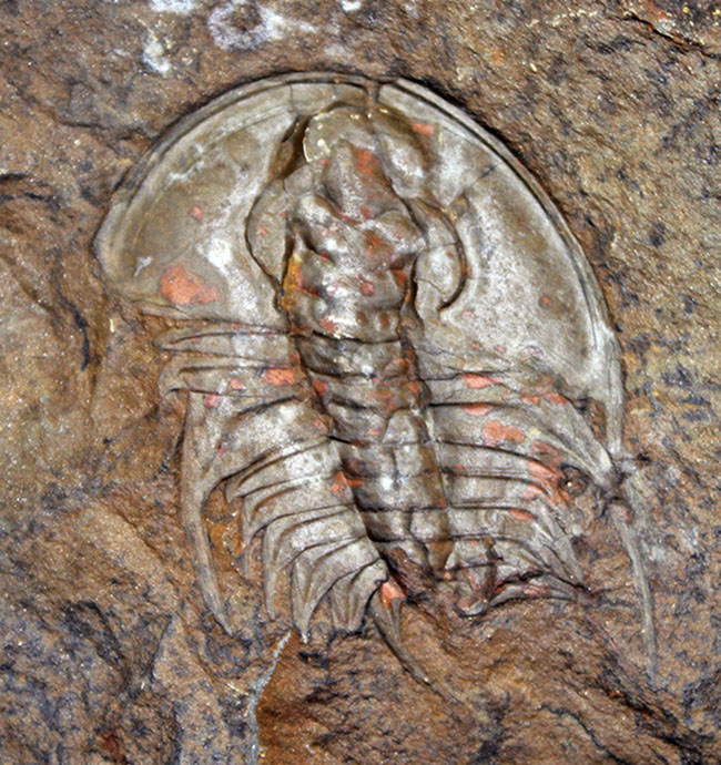 レア!ネガポジ揃っている!カナダ産カンブリア紀三葉虫オレネルス(Olenellus sp.)(その4)