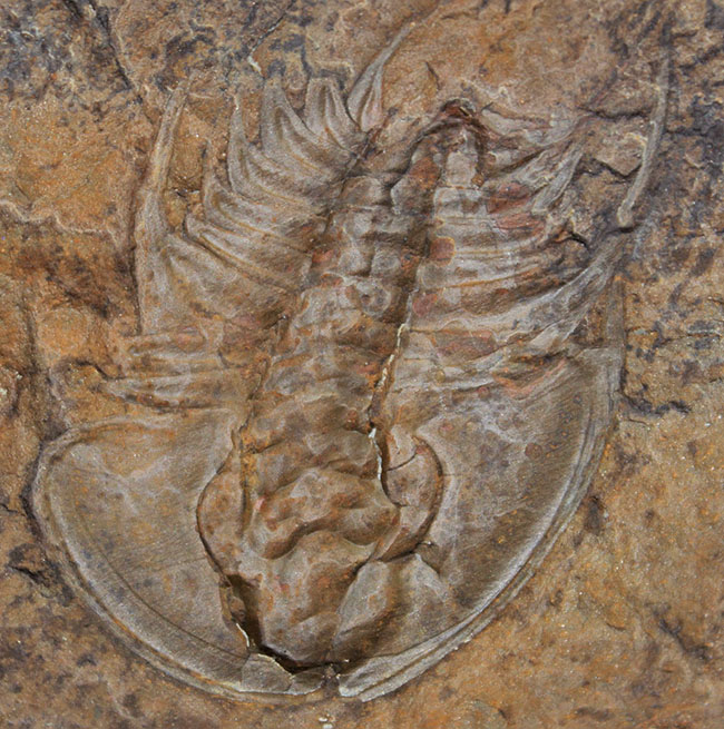 レア!ネガポジ揃っている!カナダ産カンブリア紀三葉虫オレネルス(Olenellus sp.)(その8)