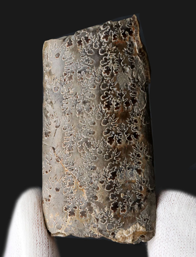 見事な縫合線模様！白亜紀米国サウスダコタ州産、中生代白亜紀の異常巻き頭足類の一つ、バキュリテス（Baculites）の部分化石（その1）