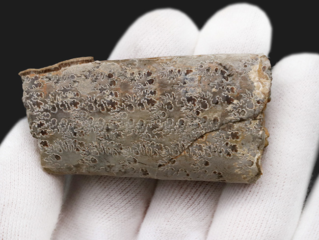 見事な縫合線模様！白亜紀米国サウスダコタ州産、中生代白亜紀の異常巻き頭足類の一つ、バキュリテス（Baculites）の部分化石（その4）