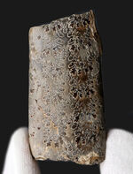 見事な縫合線模様！白亜紀米国サウスダコタ州産、中生代白亜紀の異常巻き頭足類の一つ、バキュリテス（Baculites）の部分化石