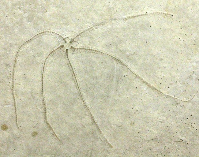 滅多に出会えない、抜群の保存状態のジオコーマ(Geocoma carinata)。ドイツ・ゾルンフォーフェン産のヒトデ化石(その1)